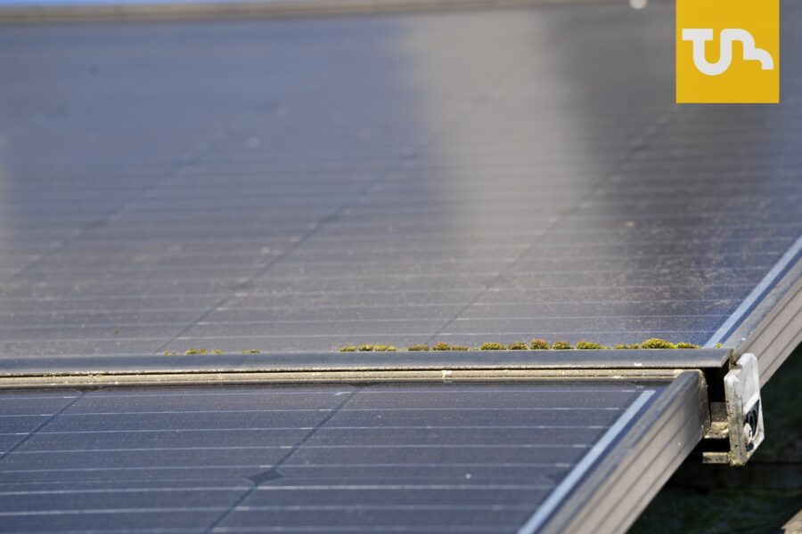 Moos Ablagerung auf den PV-Modulen